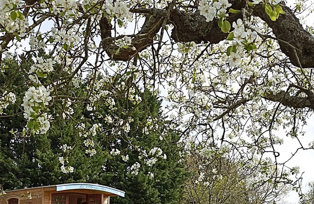 Caravan in the heart of an alpaca farm
