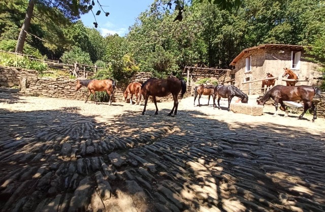 Centro Trekking A Cavallo Monte Brugiana