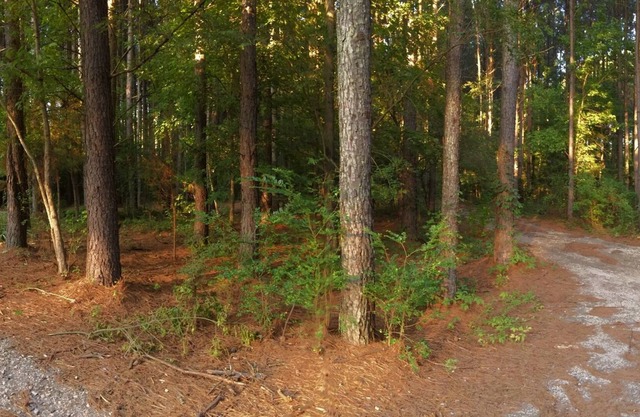 Charlotte : Carolina country oasis, 6 acres of serenity near Lake Wylie SC..