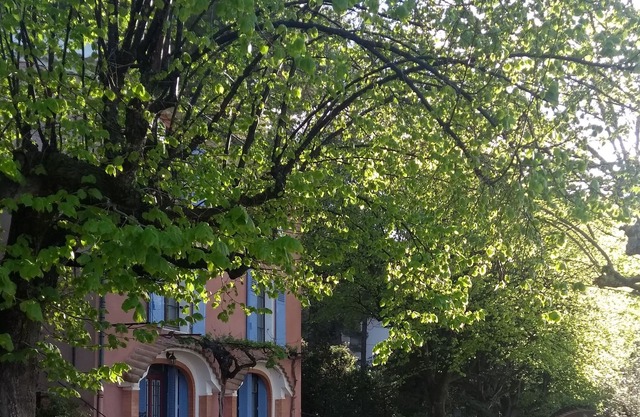 Charming house in downtown Nyons with olive grove and linden trees