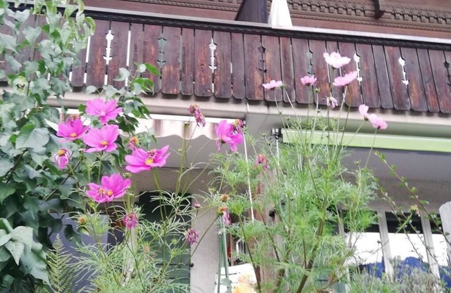 Cosy apartment for 6 people with TV, balcony and pets allowed