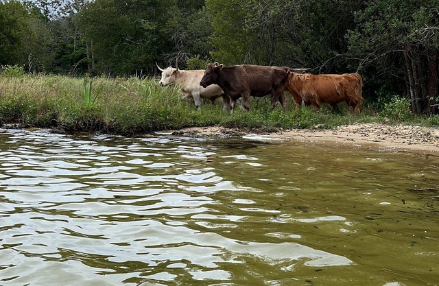Country house near Biscarrosse between lake and ocean in the Landes