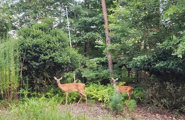 Cozy and Pet friendly 2-bedroom cabin in tranquil Blue Ridge