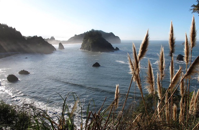 Dog-friendly studio cottage with deck - close to the desirable Fickle Hill area