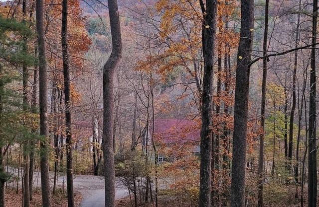 Dogwood Nestled atop the pristine mountain canopy