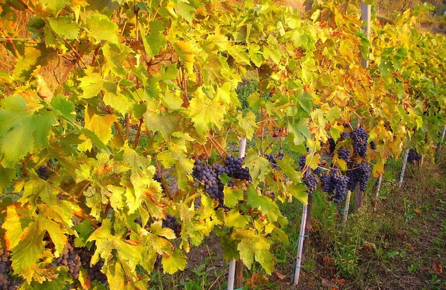 Fattoria di Petrognano, your B&B room 6