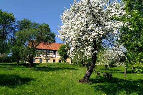 Ferienwohnung Böhme