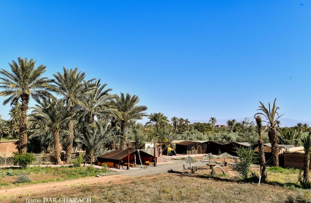 FERME DAR CHARACH luxury tent in the heart of the palm grove