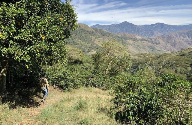 Finca cafetera turística - Family Room 3