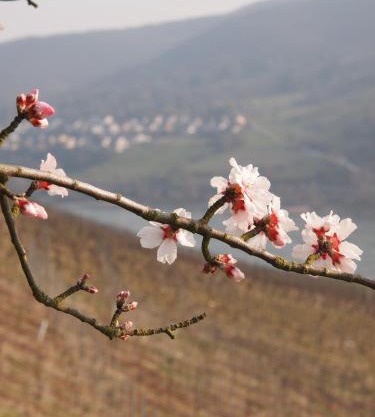 Gastehaus Weingut Rossler