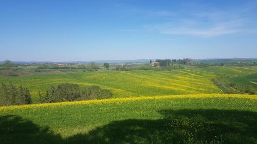 Gli Ulivi di Siena 2