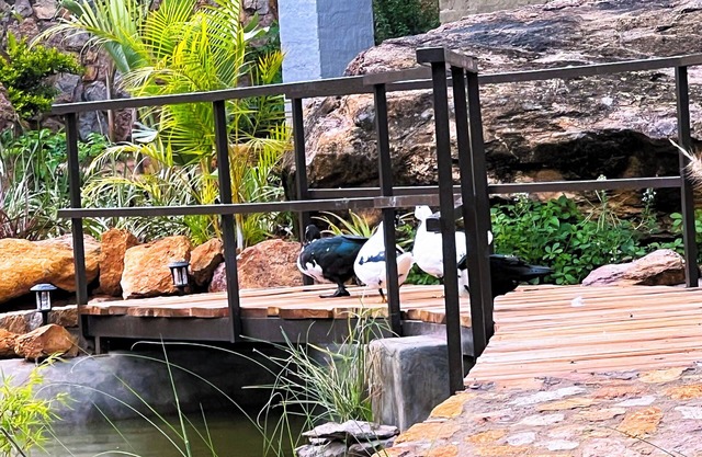 Gwango Tamarillo Estate