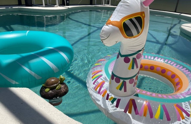 Heated Pool and BBQ/King Size beds, 2 master bdrms