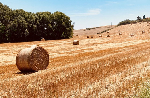 Holidays on the Tuscan hills one step away from the sea