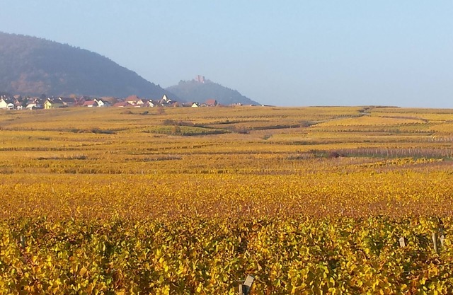 In the heart of cultural and gourmet Alsace, HERRLISHEIM near COLMAR