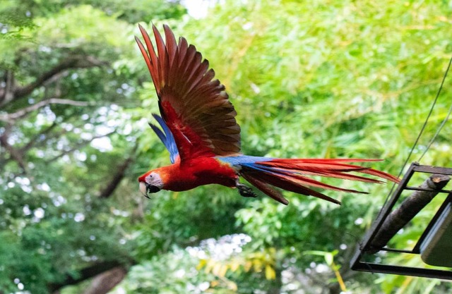 Jungle Lodge at Wild Sun Rescue Center