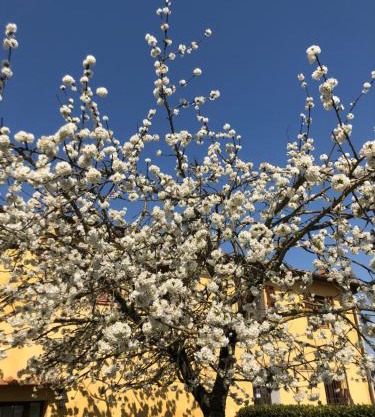 La Loggia del Ciliegio