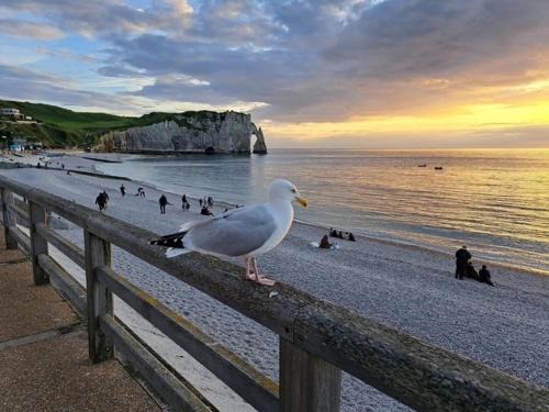 Le gîte de SoleilMapou pour 12 personnes en Normandie près de Fécamp et d'Etretat, idéal grandes tribus, vous pouvez me joindre au zéro six soixante dix huit soixante treize trente six quatre vingt onze pour réserver en direct