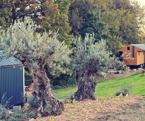 Le monde d'Echozellia