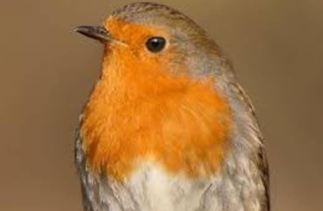 Le Rouge Gorge Curieux