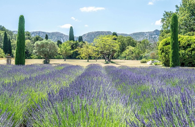 Mas D'exception au Pied des Alpilles