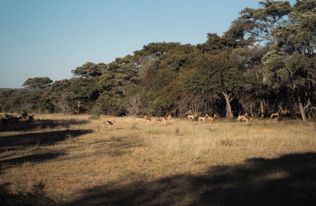 Mmakuba Private Game Lodge, Superior Suite 5