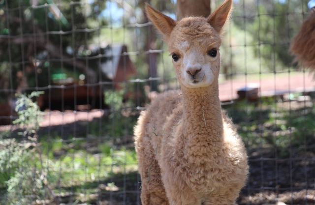 Mystic Pines Alpaca Ranch, Close to Grand Canyon