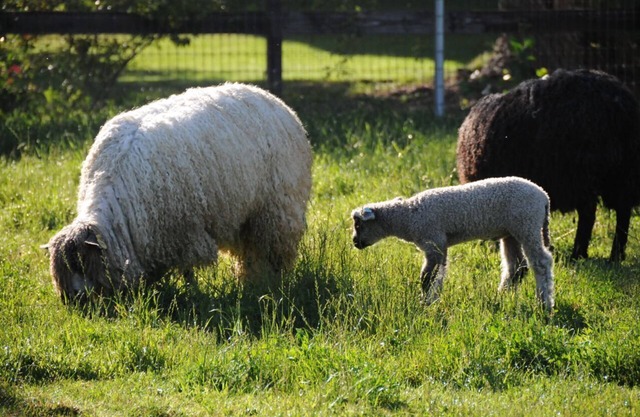 Namaste Farms Wine Country Working Wool Sheep Farm; Main Cottage 501c3