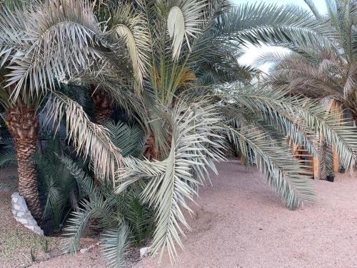Palm nest home