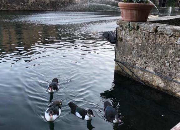 Peschiera sweet home