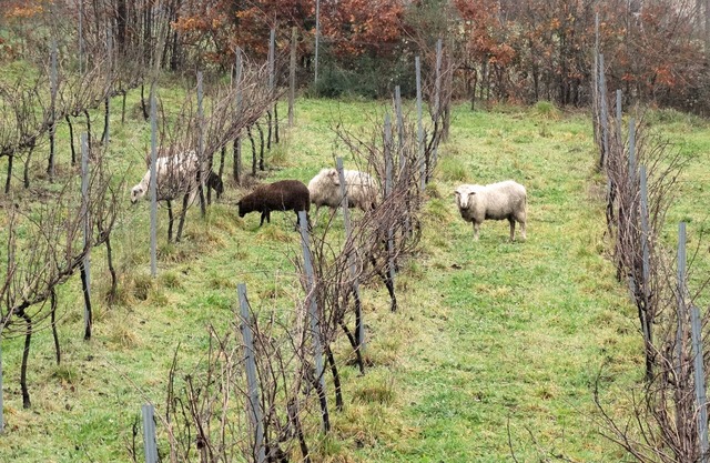 Pinheiros Farm House with private pool