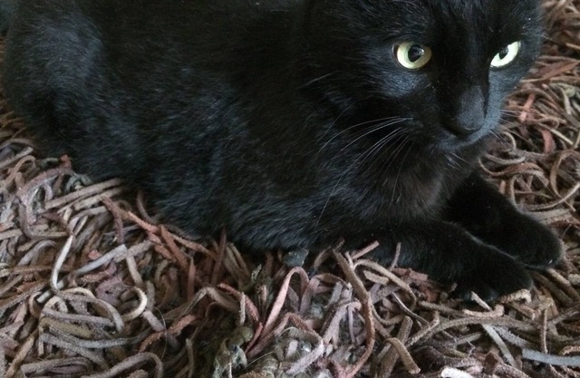 Pink Taffiny Oporto City