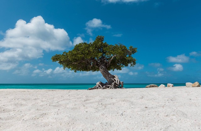 Pool * Palapas * Hammocks * Sleeps 16!