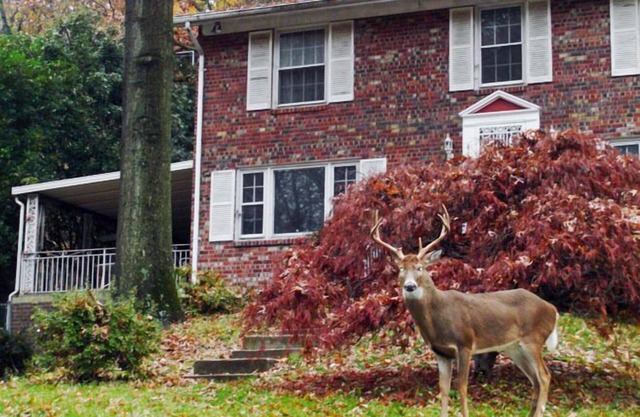 Private Retreat. Apartmnt in DC- 3 miles to the White House. Pets are welcome!