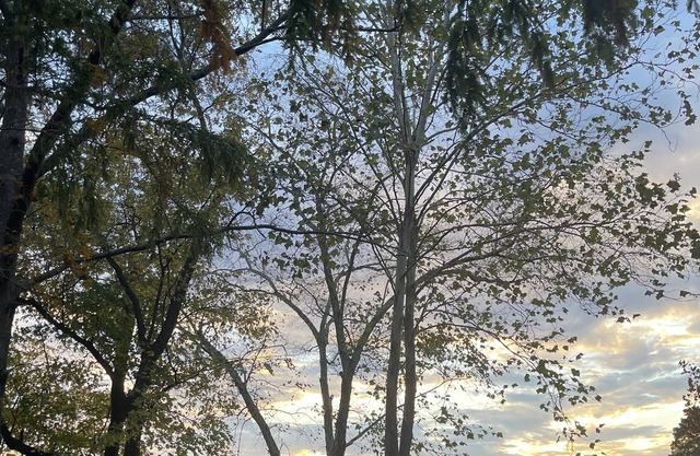 Quiet lakeside home on 2 wooded acres.