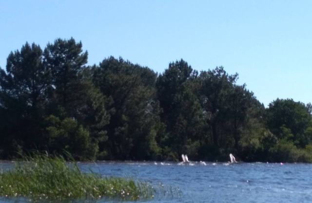 Rent Mobil Home Cosy 8 Places at the lake Biscarosse