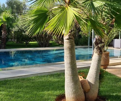 Riad les deux citronniers
