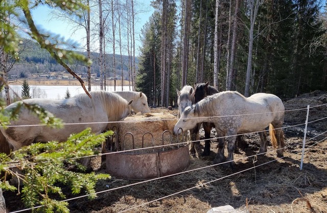 Rustic wooden cottage