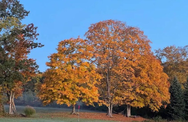 Serene, spacious, pets welcome!