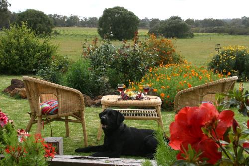 SilverSprings Spa Retreat Pet Friendly Cottages and Glampings
