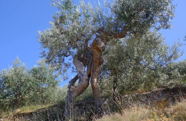 Small villa overlooking the Umbrian Valley # 2