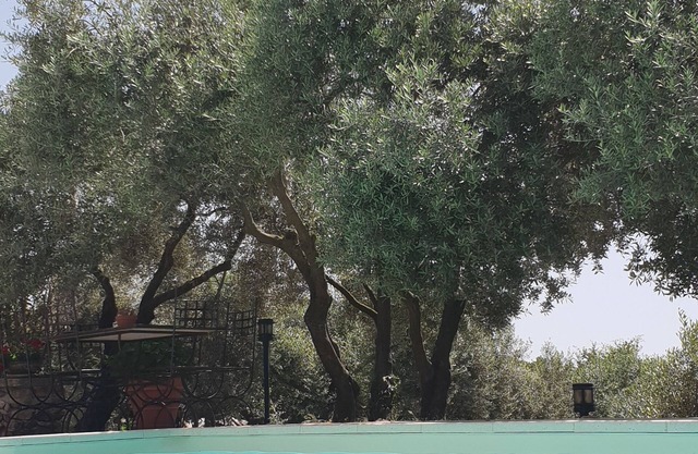 Studio Avec Terrasse Les Oliviers