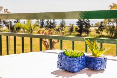 Studio Mit Korallenblick In Chianchitta Pallio