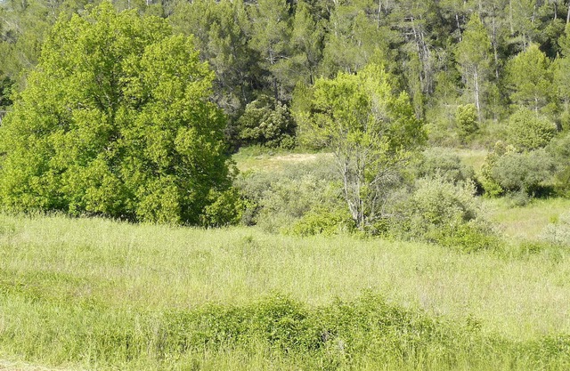 The Ecological Mazet of the Garden of Wonder