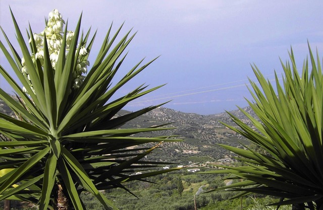 Vacation home olive garden in Greece