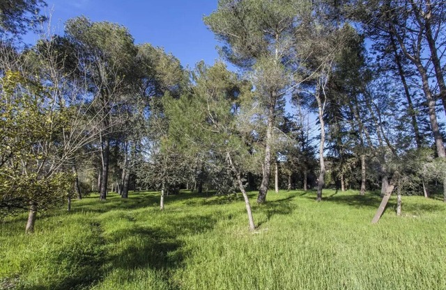 Villa Cardinale in Salento with pinewood and swimming pool. Puglia.