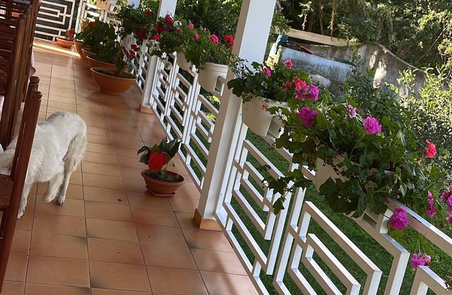 Villa des Cymbidiums
