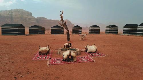 Wadi Rum Bedouin Heart Camp