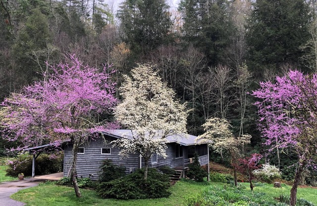 Wilderness retreat near Asheville, Myra's Cottage offers comfort & adventure