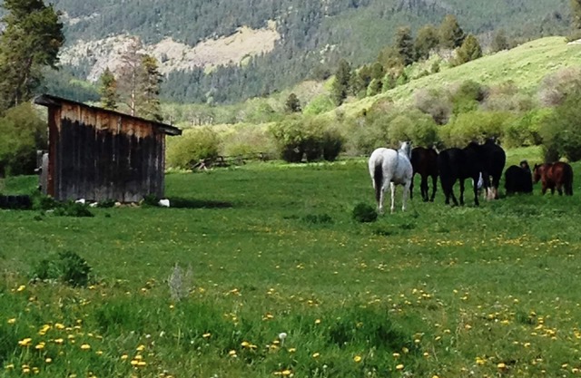 Yellowstone Park - Cabin On Private Creek, Other Lodging, Close To Activities